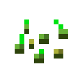 Graines de blé Minecraft